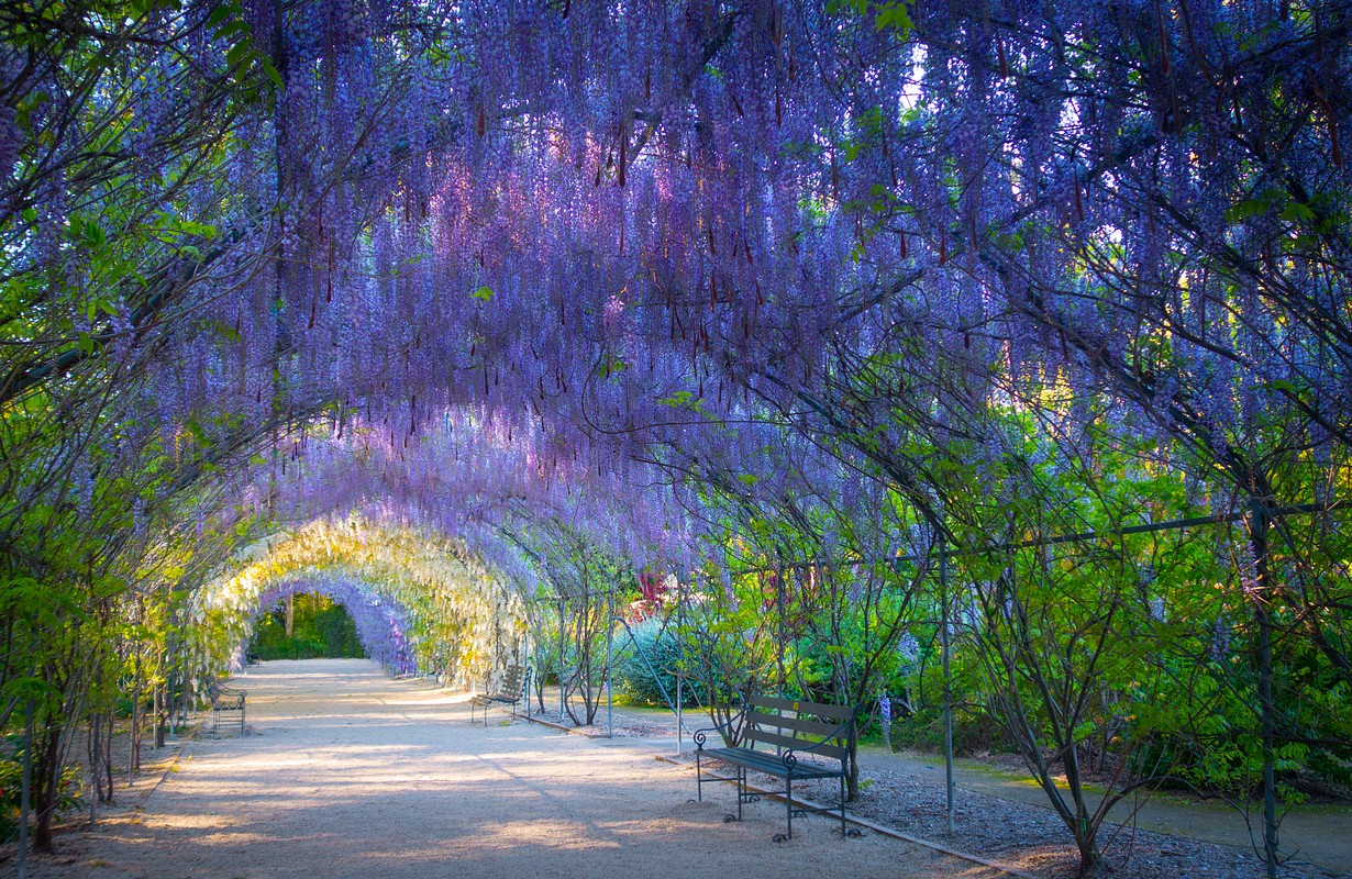 Adelaide Botanic Gardens