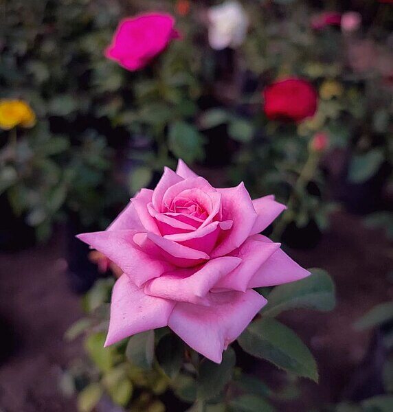 Pink Rose